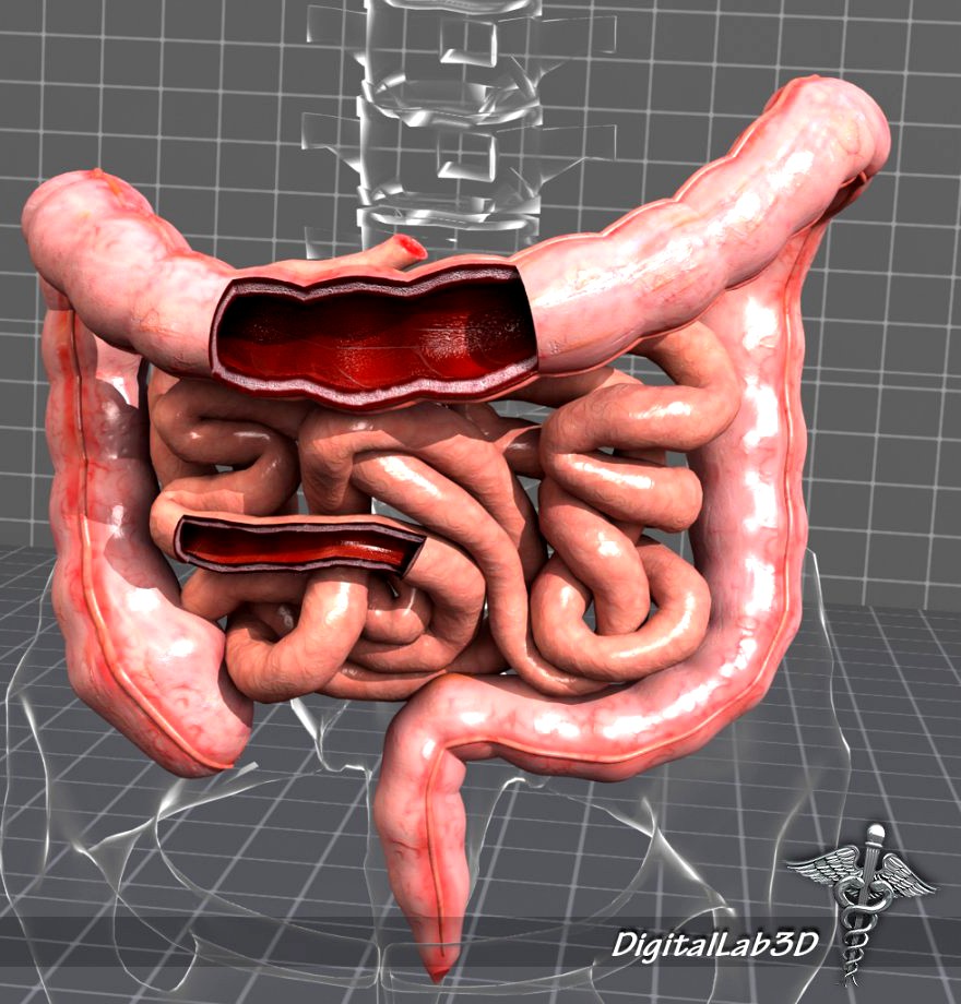 Human Large and Small Intestines Anatomy3d model