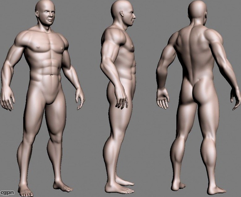 muscled Male3d model