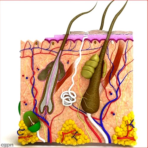 Skin and Hair Anatomy3d model