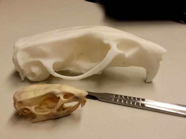 Skull of a rat (Rattus norvegicus) by JulPal