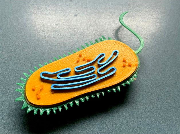 Célula procariota by BioGeo_SA