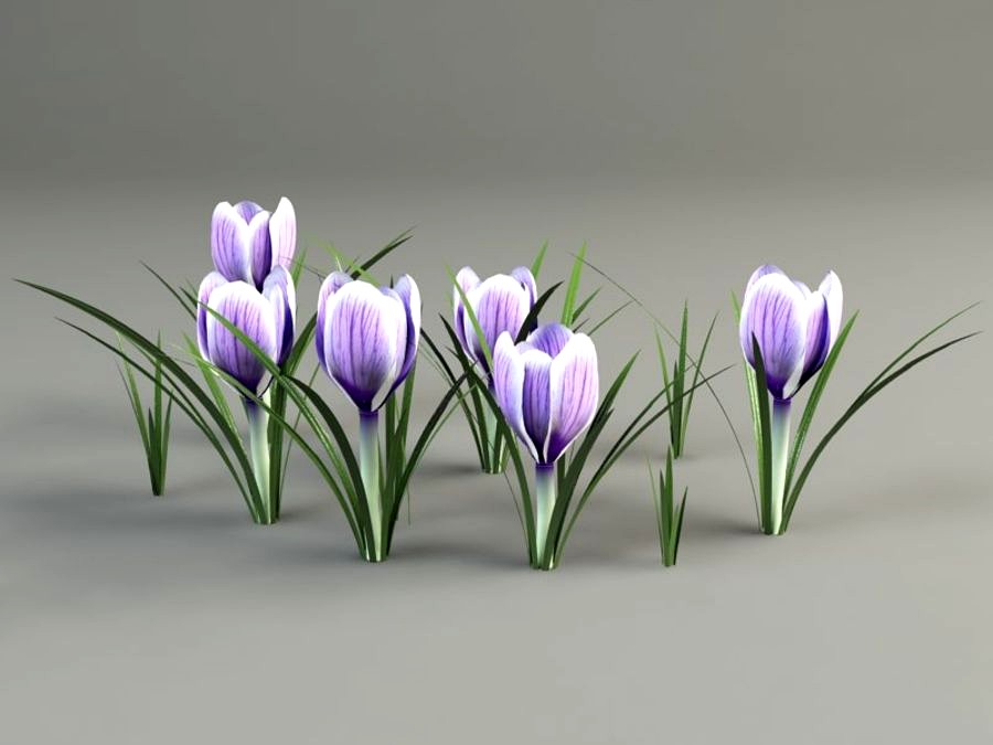 crocus flower