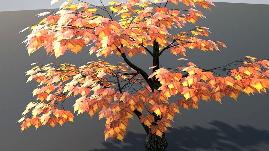 Broad leaf 1