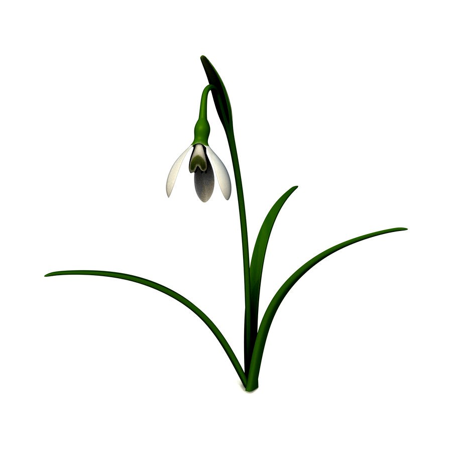 common snowdrop (Galanthus nivalis)