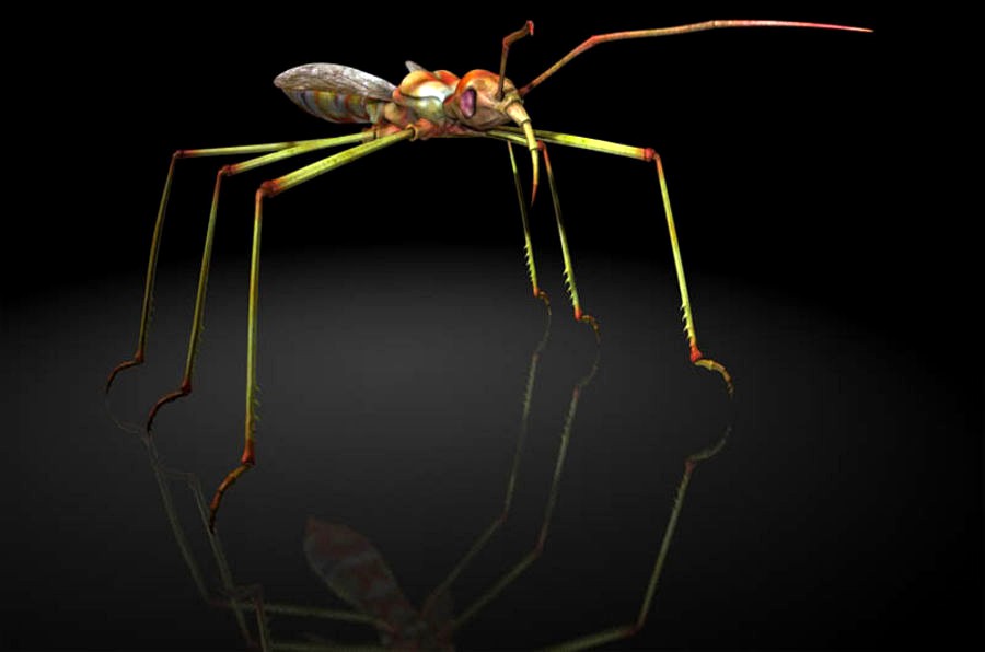 Assassin bugs / Reduviidae / insects