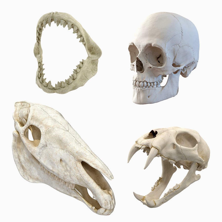 Skulls 3D Models Collection 2