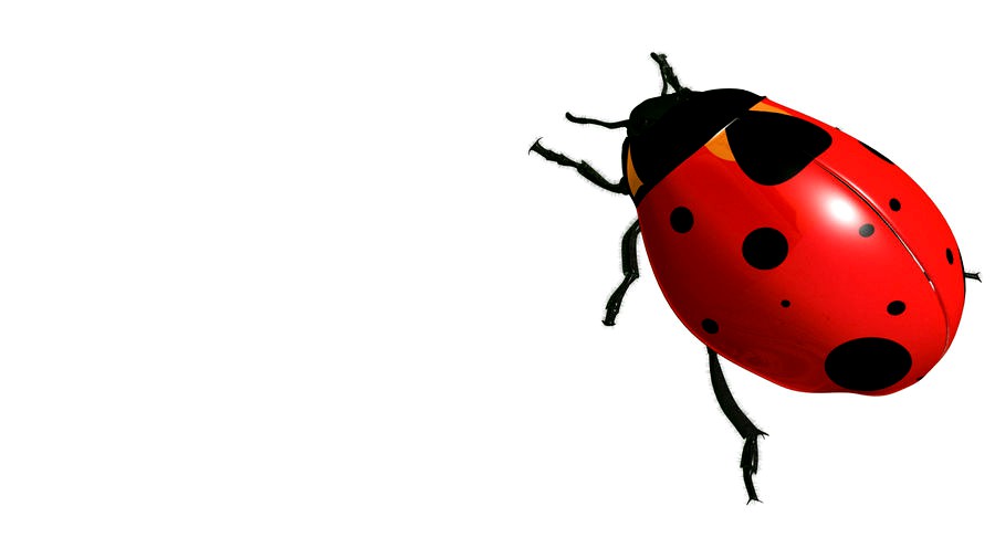 lady bug