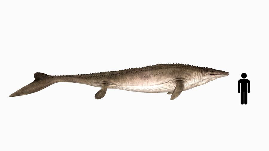 Mosasaurus