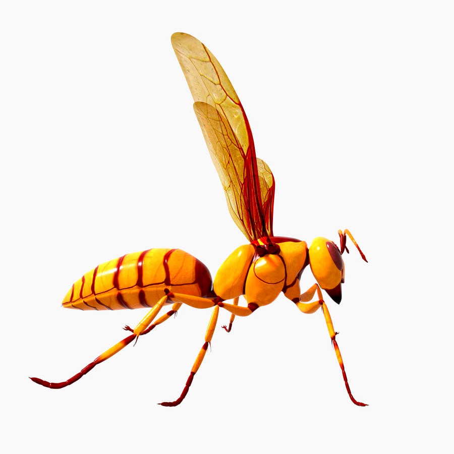 Executioner Wasp