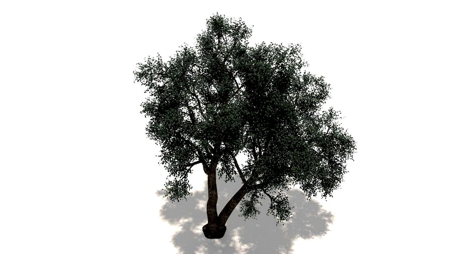 Juniper Tree 3D Model
