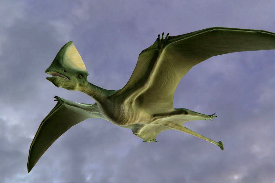Pterosaur