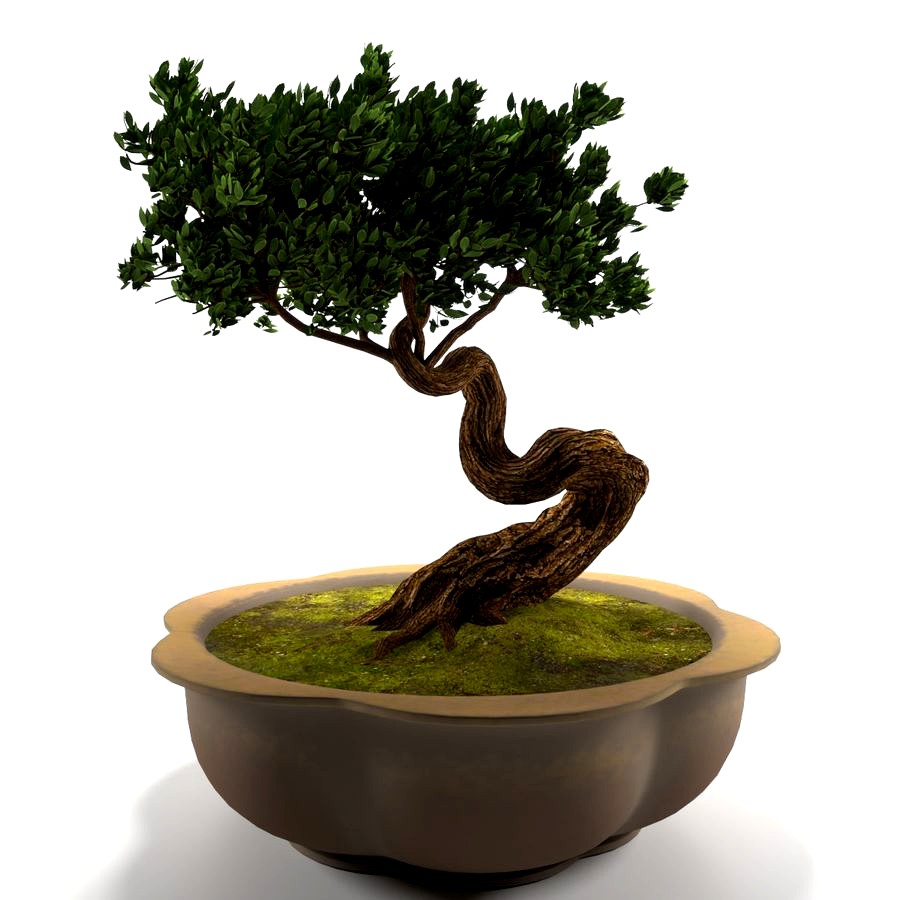 Bonsai