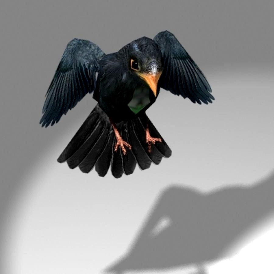 Songbird (blackbird)