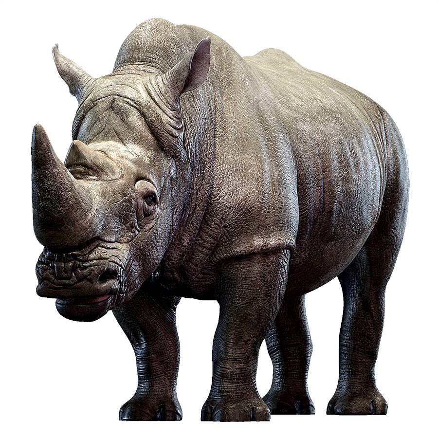 Rhino