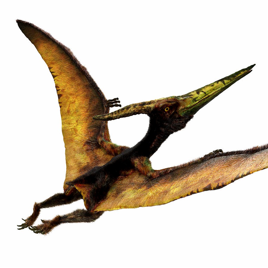 Pteranodon Flying Carnivorous Reptile Flying Pose with Fur