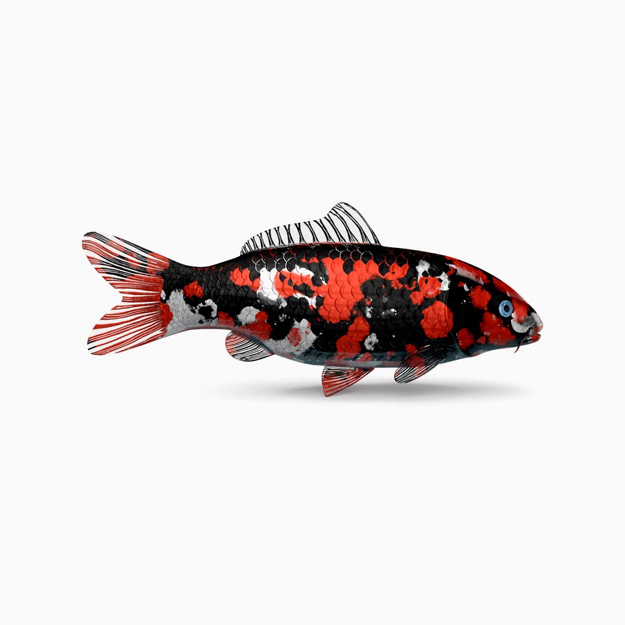 Koi Fish 02