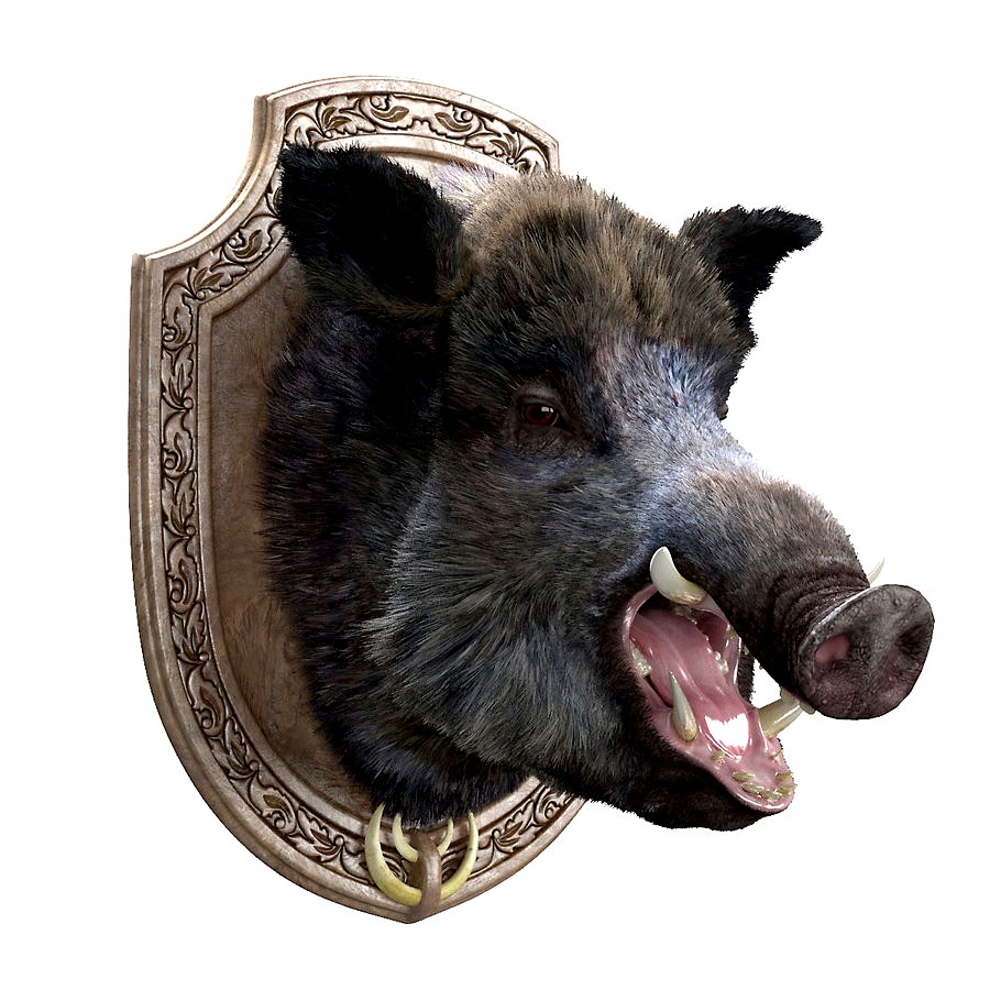Wild boar head trophy