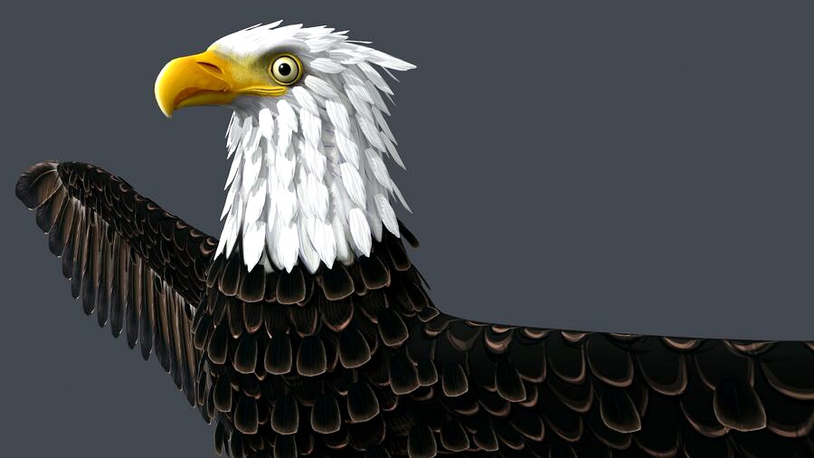 Bald Eagle