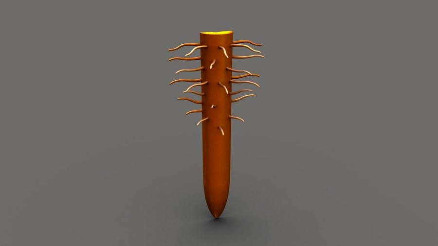 Root Tip
