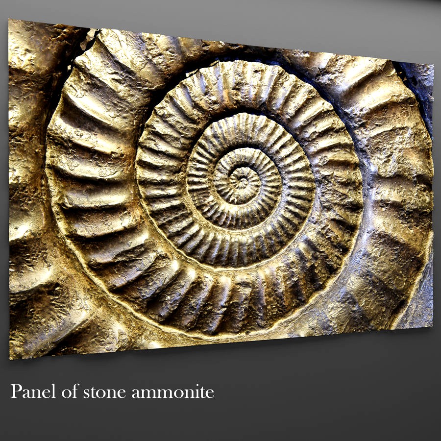 Panel ammonite