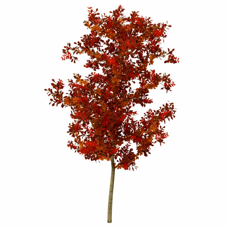 Young White Oak Autumn 3D Model