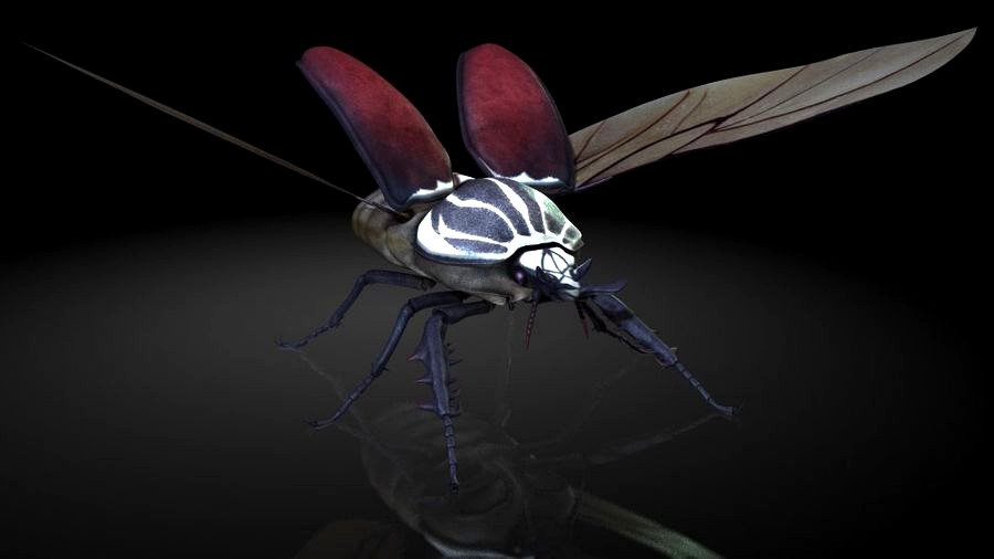 Giant beetles / insects