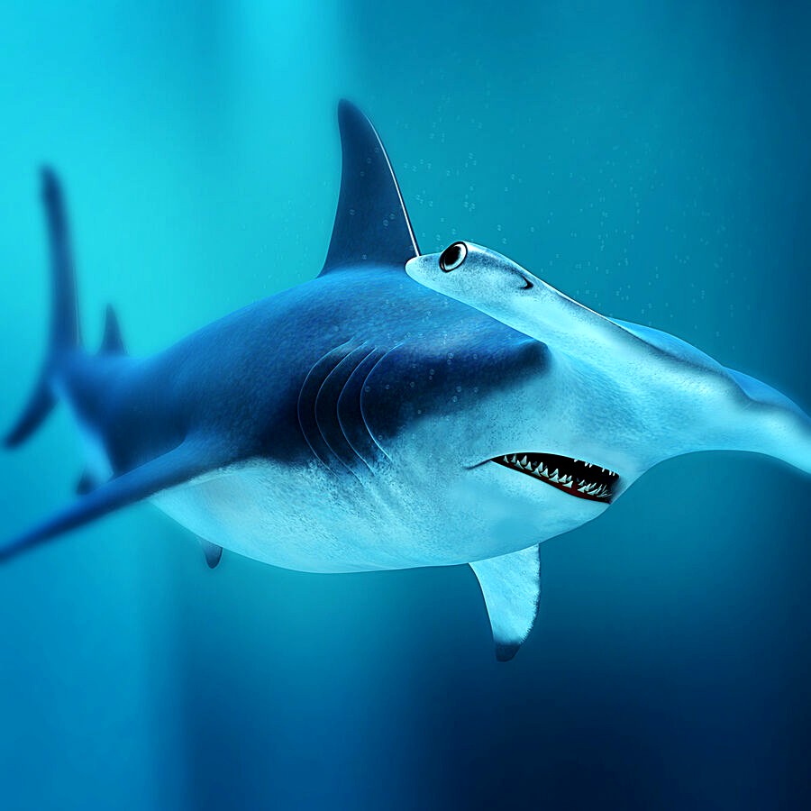 Hammerhead Shark