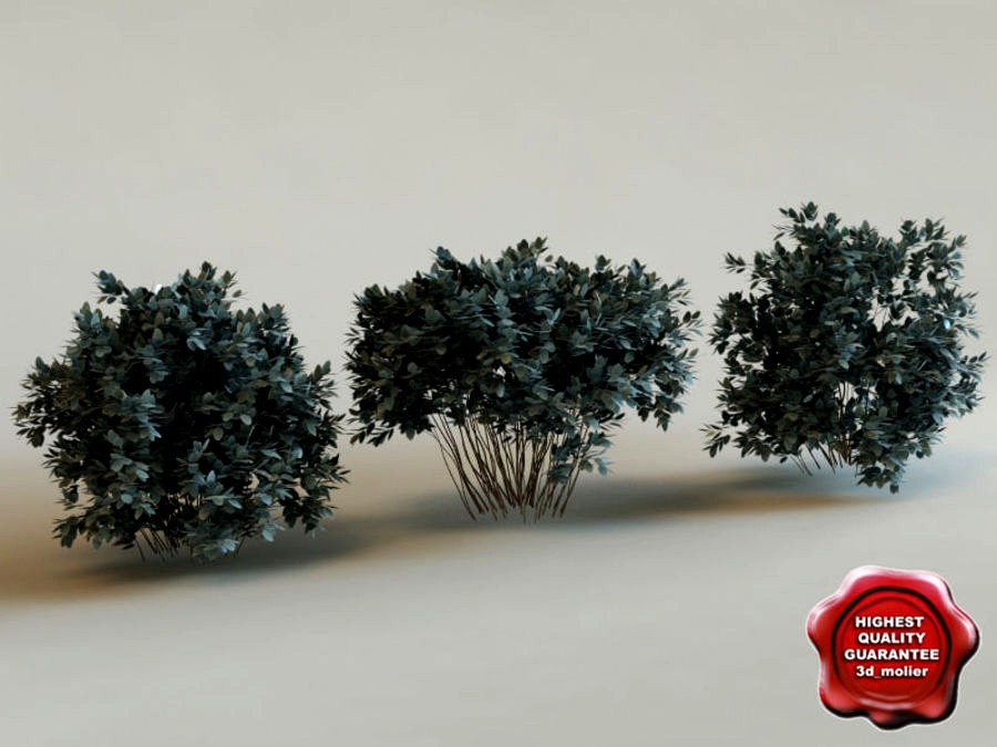 3d model of shrub Conocarpus Erectus