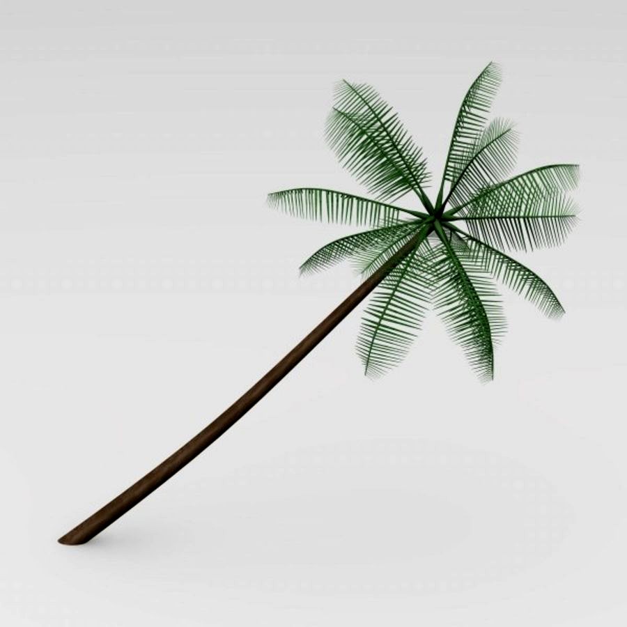 palm