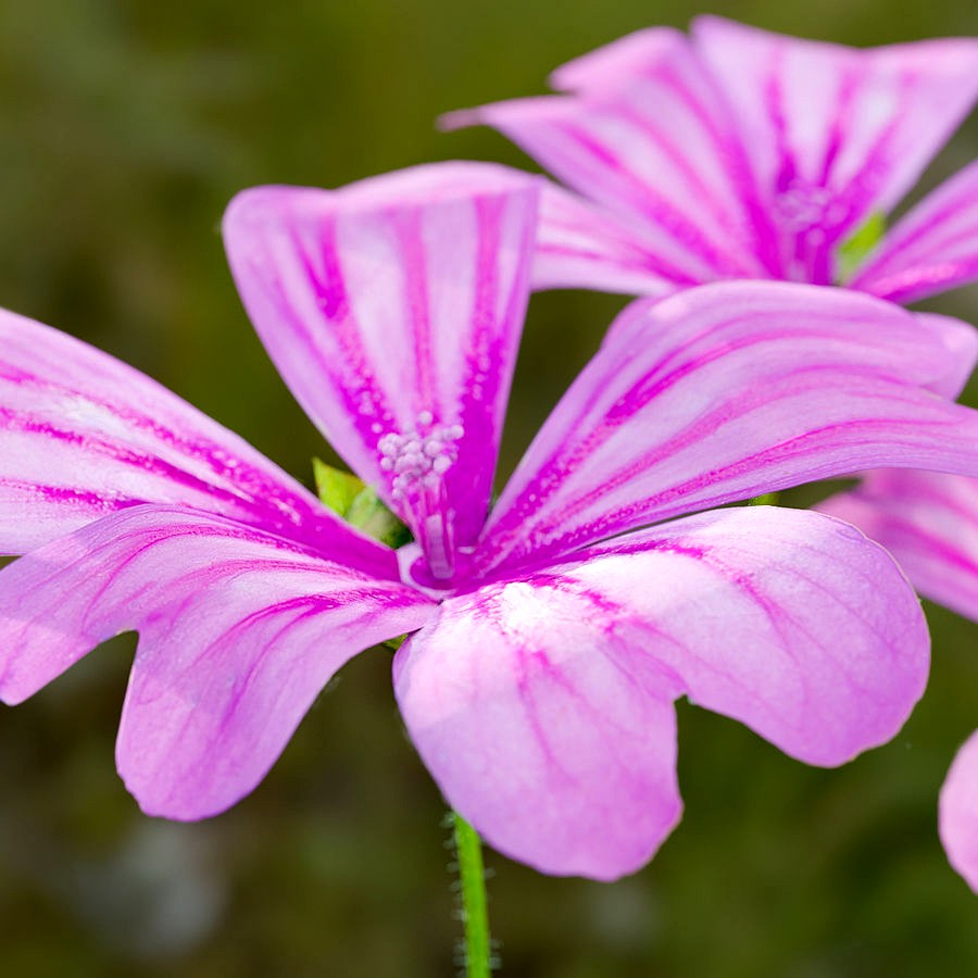 Purple Flower