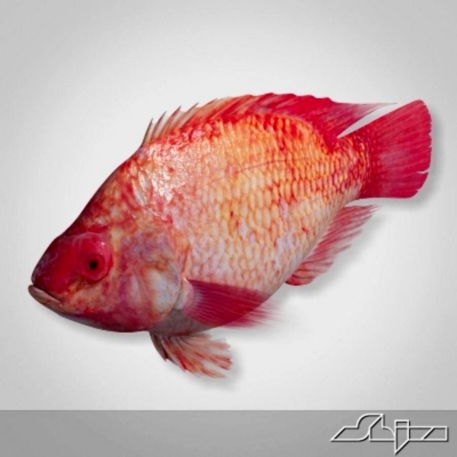 Fish Red Snapper