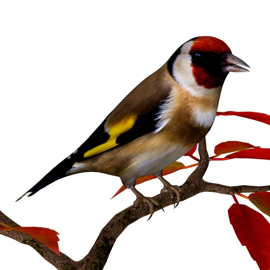 AB Goldfinch