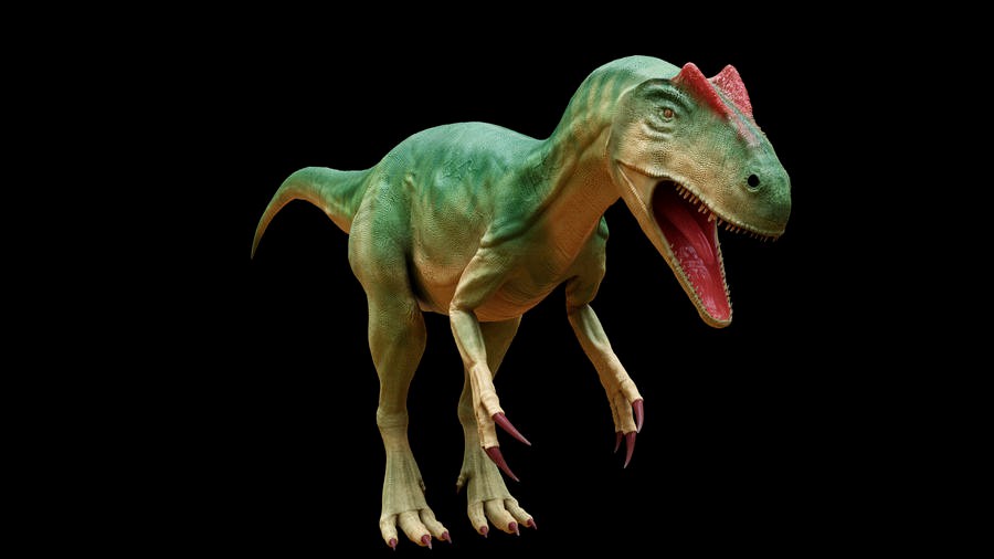Allosaurus
