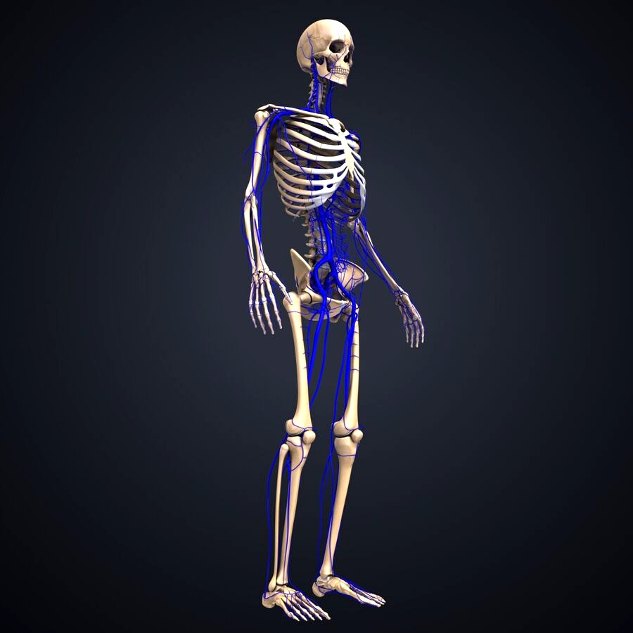 Skeleton with Veins