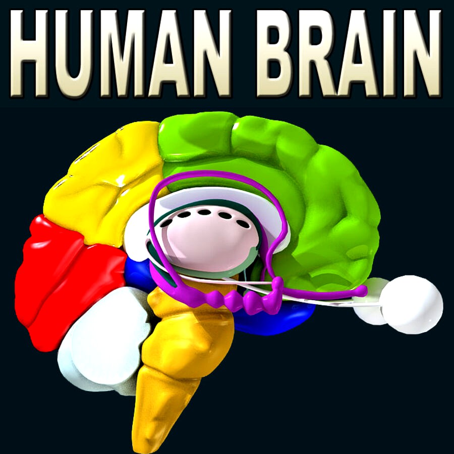 Brain All Formats