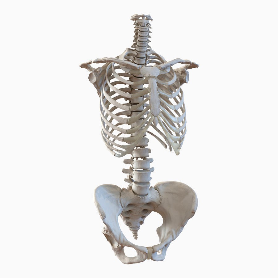 Female Torso Skeleton