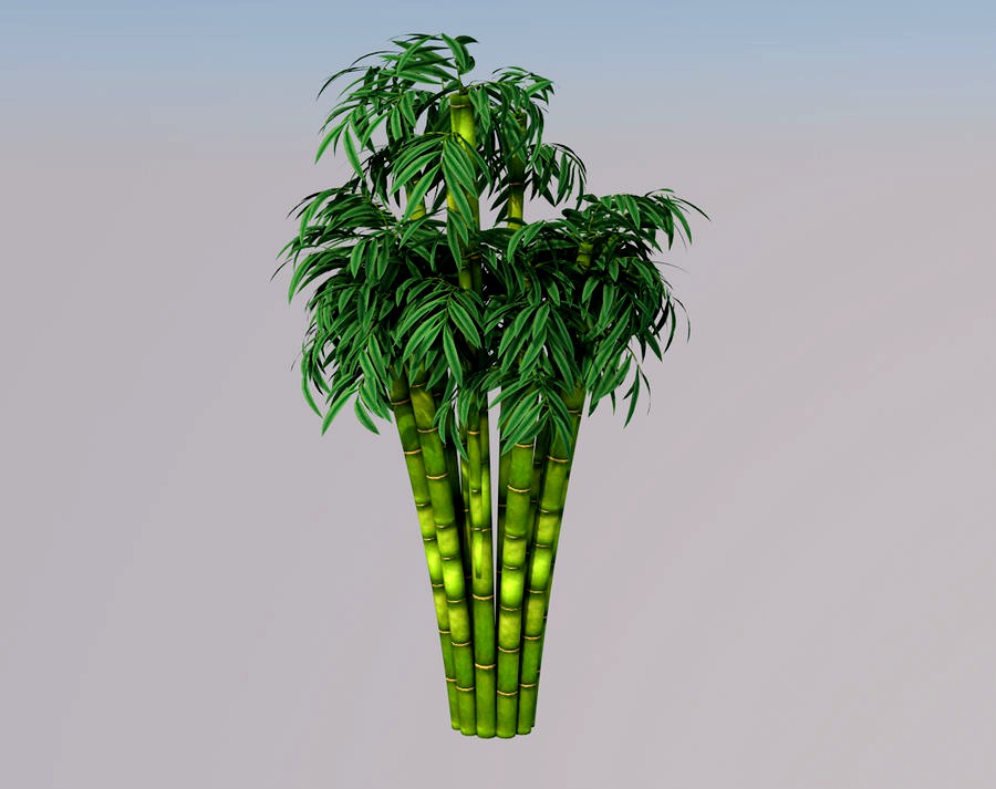 Bamboo Tree 3d Model