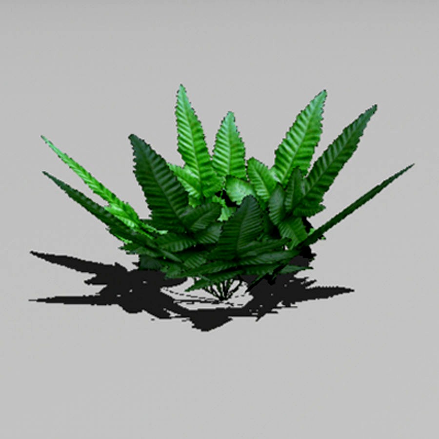 Fern