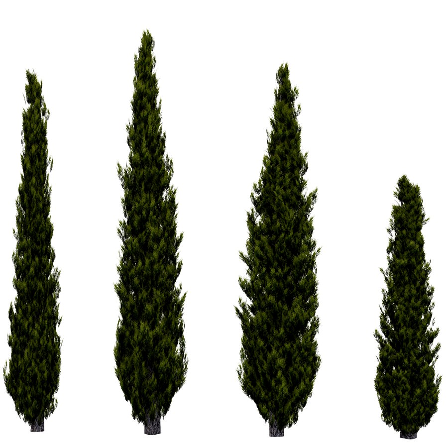 Italian Cypress 2