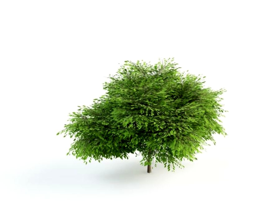 spindle tree