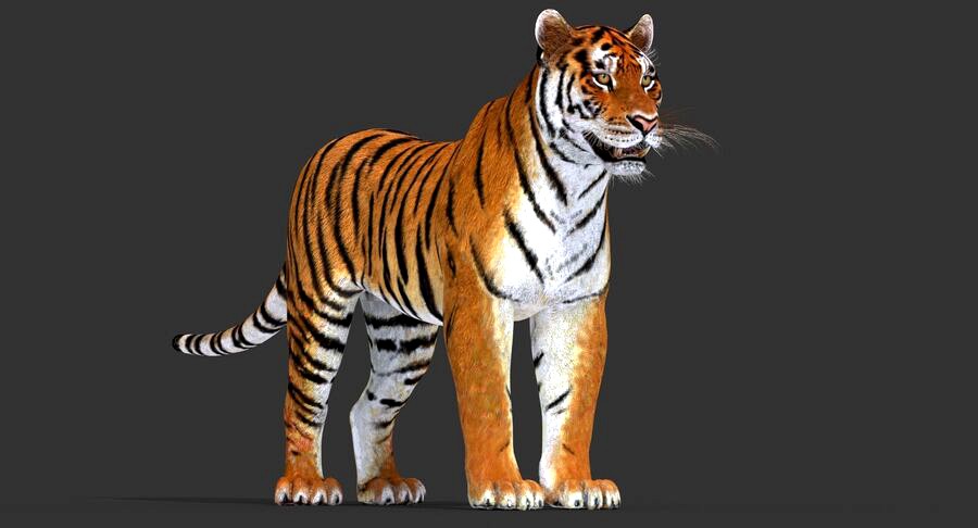 Big Cats