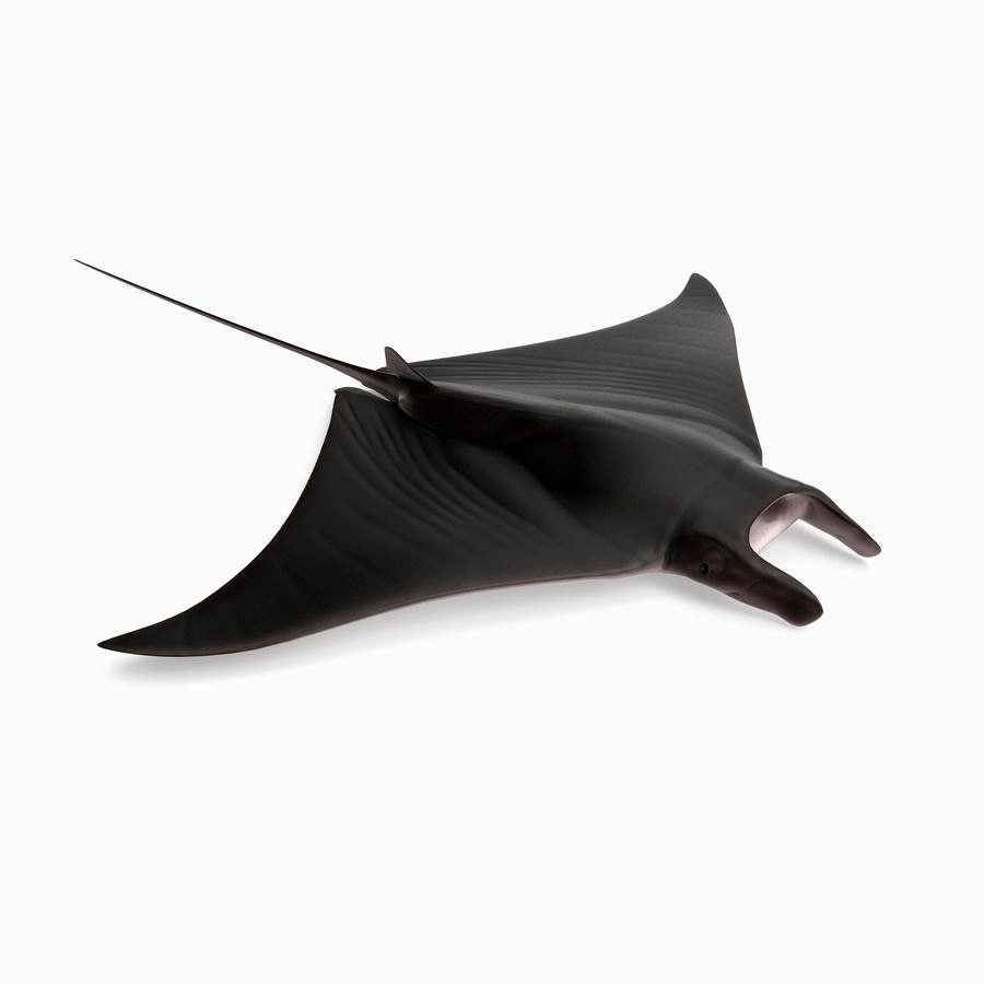 Lesser Devil Ray