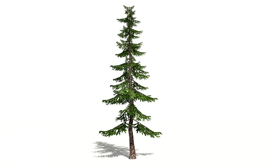 lowpoly pine tree 3d model