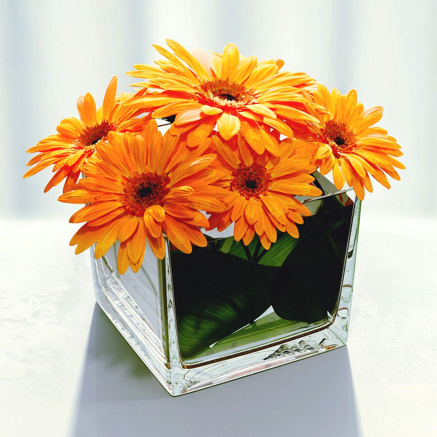 Gerbera