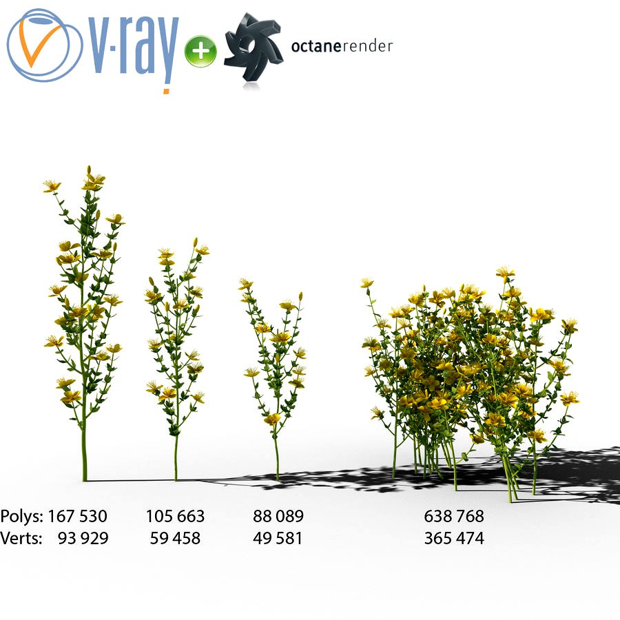 Hypericum