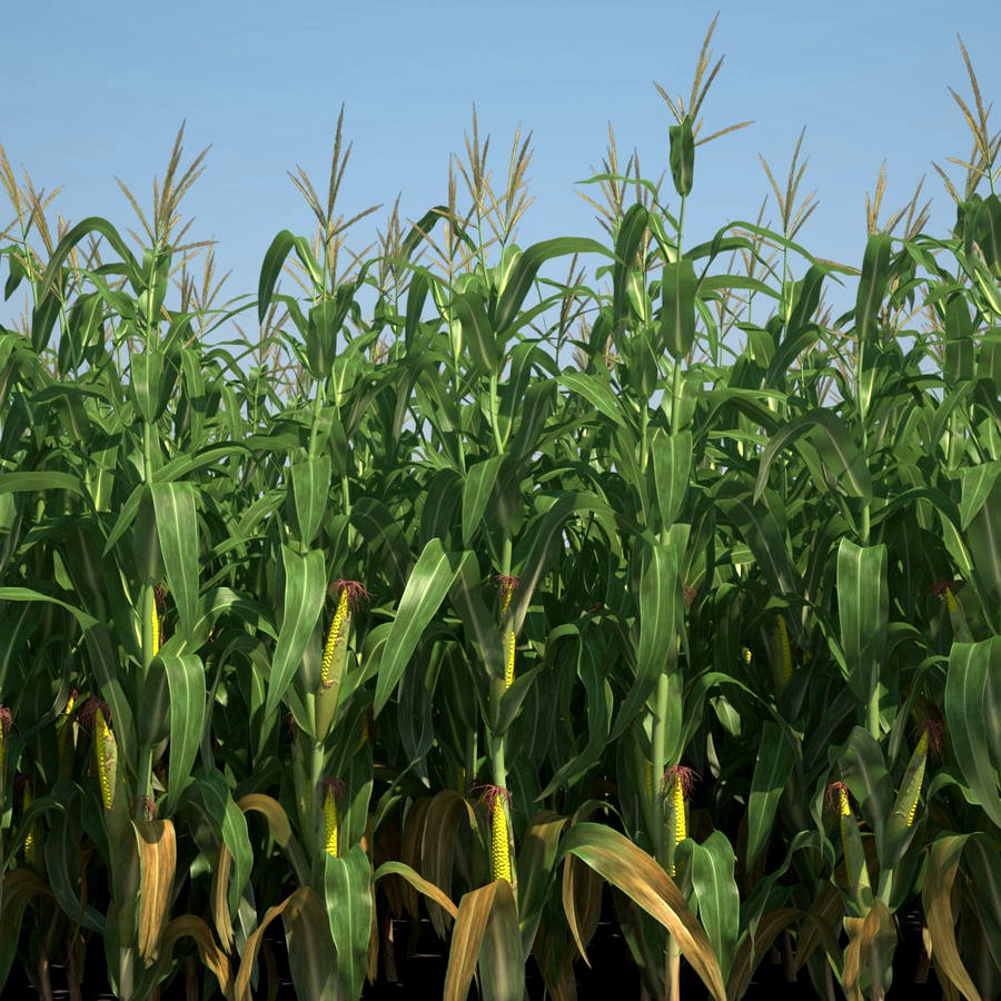 Corn Field