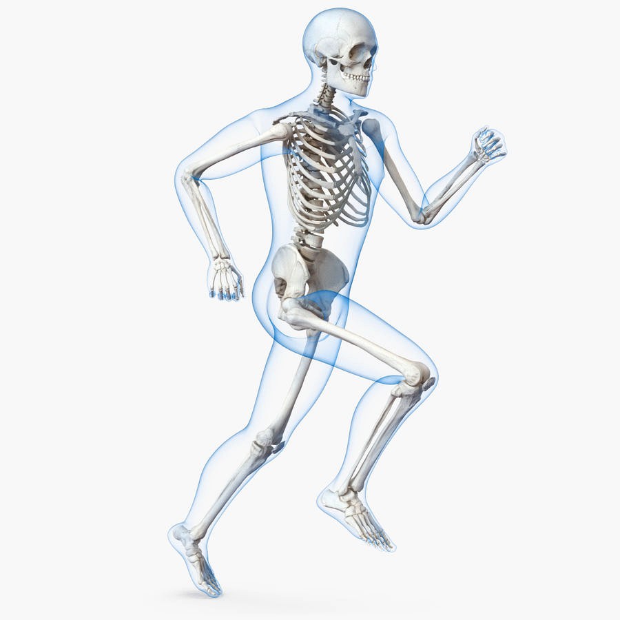 Male Body with Skeleton Running Pose 3D Model