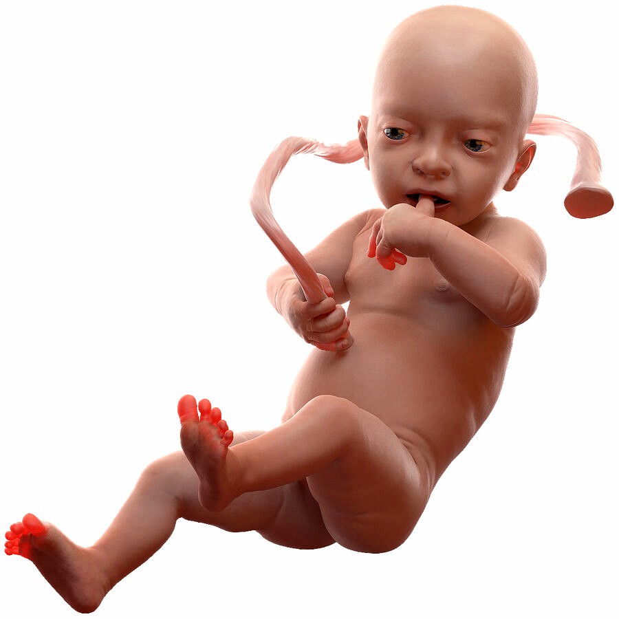 Baby Boy at 32 Weeks Rigged for Cinema 4D