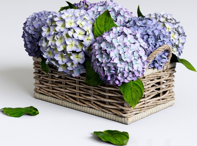 Hydrangea in basket