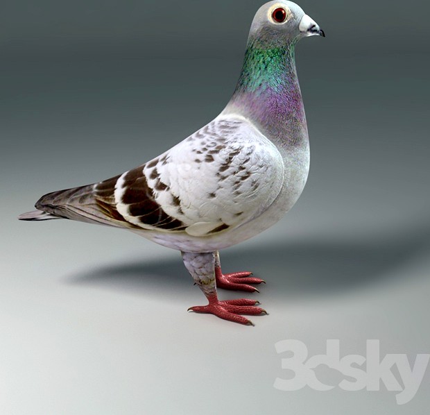 PIGEON